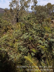 Grevillea bipinnatifida