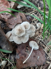 Hemimycena mairei
