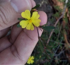 Hibbertia monogyna