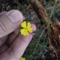 Hibbertia monogyna