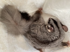 Petaurus norfolcensis