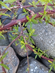 Dysphania ambrosioides