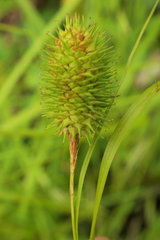 Carex typhina