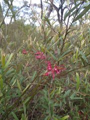 Grevillea diffusa