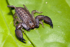 Liocheles