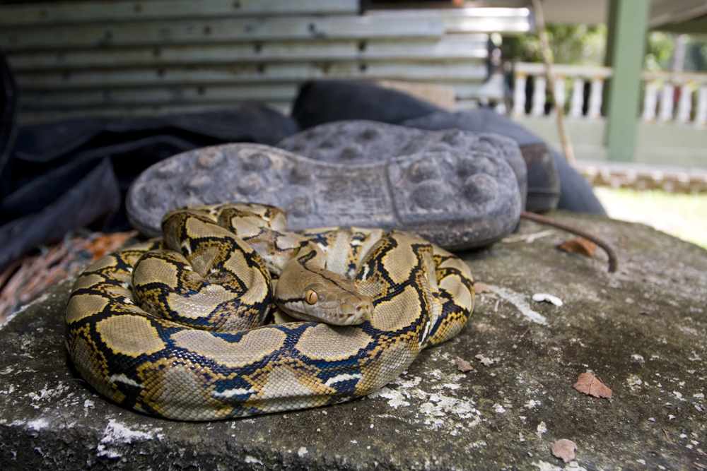 Reticulated Python from Kampung Bekok, 85400 Bekok, Johor, Malaysia on ...