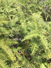 Dicranopteris pedata