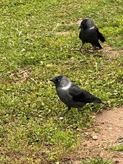 Corvus monedula