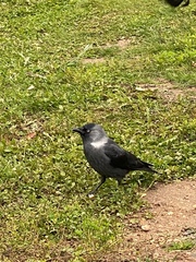 Corvus monedula