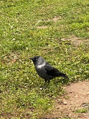 Corvus monedula