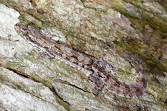 Hemidactylus craspedotus