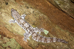 Hemidactylus craspedotus