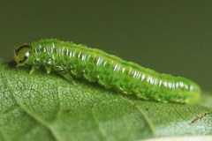 Euura glutinosae