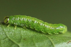 Euura glutinosae