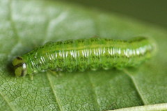 Euura glutinosae