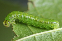 Euura glutinosae