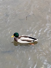 Anas platyrhynchos