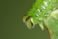 Euura glutinosae