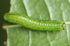 Euura glutinosae