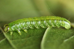 Euura glutinosae