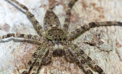 Heteropoda boiei