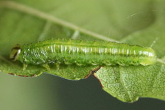Euura glutinosae
