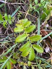Argentina anserina