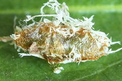 Euura glutinosae