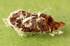 Euura glutinosae
