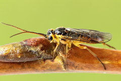 Euura glutinosae