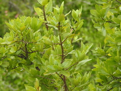 Gardenia gummifera