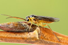 Euura glutinosae
