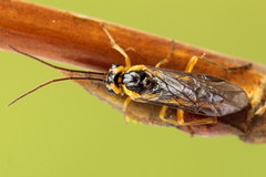 Euura glutinosae