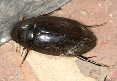 Hydrophilus latipalpus