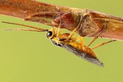 Euura glutinosae