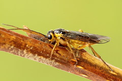 Euura glutinosae