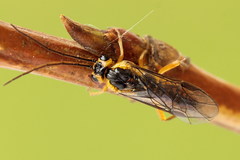Euura glutinosae