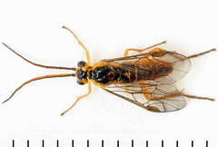 Euura glutinosae
