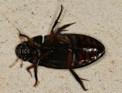 Hydrophilus latipalpus