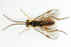 Euura glutinosae