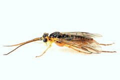 Euura glutinosae