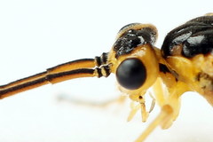 Euura glutinosae