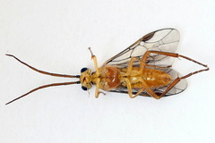 Euura glutinosae