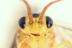 Euura glutinosae