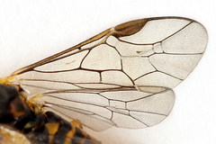 Euura glutinosae
