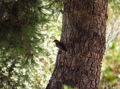 Phoenicurus ochruros