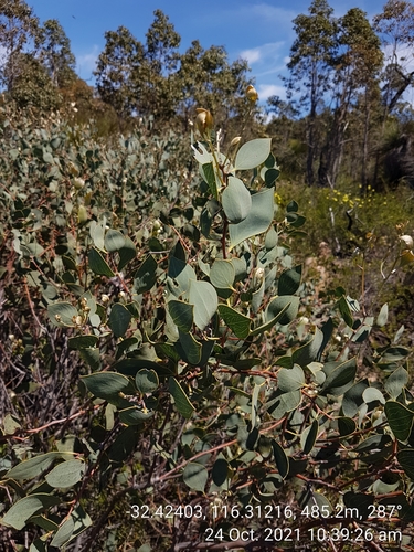 Image of Hakea petiolaris by (c) Em Lamond, some rights reserved (CC BY)