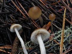 Myochromella boudieri