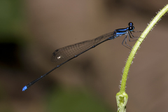 Prodasineura laidlawii