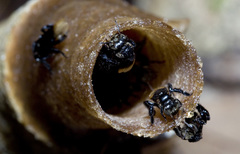 Tetragonilla collina